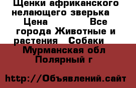 Щенки африканского нелающего зверька  › Цена ­ 35 000 - Все города Животные и растения » Собаки   . Мурманская обл.,Полярный г.